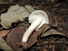 Russula puiggarii