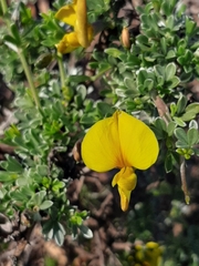 Lotononis dahlgrenii