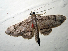 Gymnoscelis tristrigosa