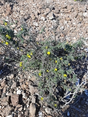 Lotononis dahlgrenii