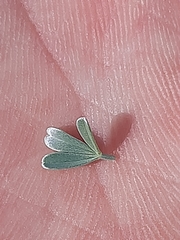 Lotononis dahlgrenii