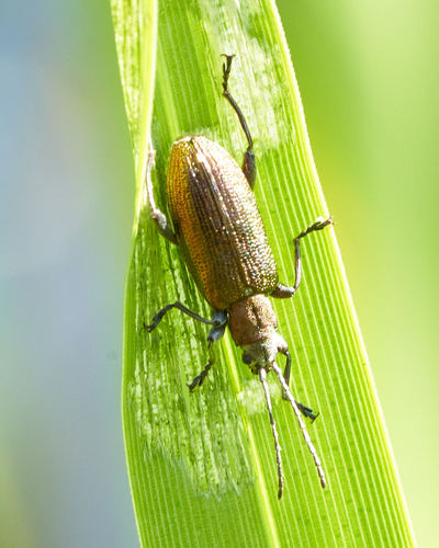 Grooved Leaf Beetle, Bunnik, Utrecht, Netherlands, photo 6 of 10