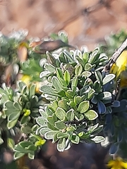 Lotononis dahlgrenii