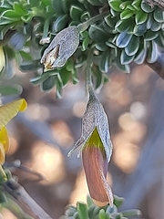 Lotononis dahlgrenii