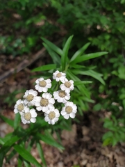 Achillea biserrata