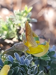 Lotononis dahlgrenii