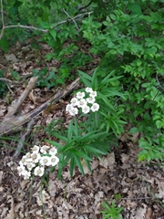 Achillea biserrata