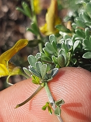 Lotononis dahlgrenii