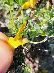 Lotononis dahlgrenii