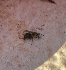 Protonectarina sylveirae