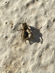 Protonectarina sylveirae