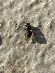 Protonectarina sylveirae