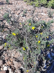 Lotononis dahlgrenii