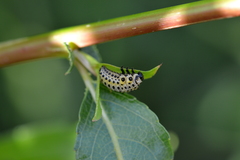 Chrysomela vigintipunctata