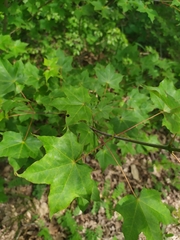 Acer laetum