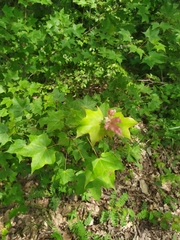 Acer laetum