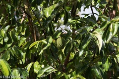 Annona muricata