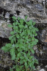 Campanula elatinoides