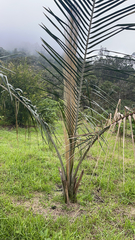 Ceroxylon quindiuense