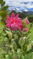 Cavendishia adenophora