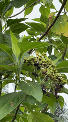 Smallanthus pyramidalis