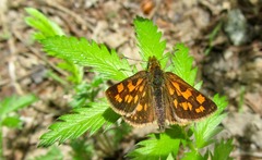 Carterocephalus mandan