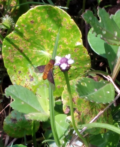 Chrysanthrax cypris image