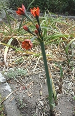 Paramongaia mirabile