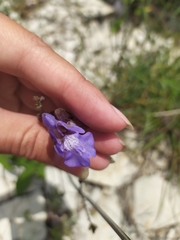 Salvia ringens