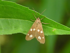 Dysauxes punctata