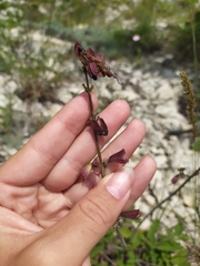 Salvia ringens