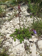 Salvia ringens