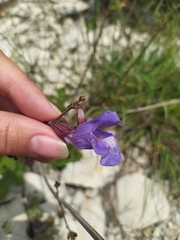 Salvia ringens