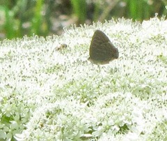 Satyrium liparops