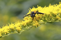 Galactomyia