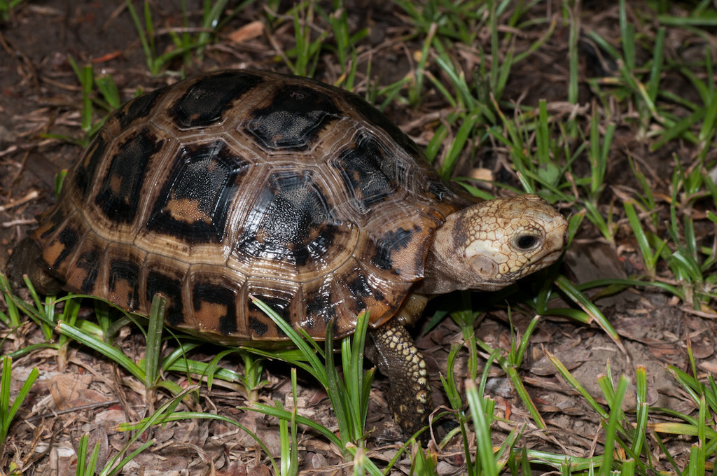 South Asian Tortoises