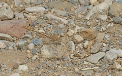 Onychogomphus costae