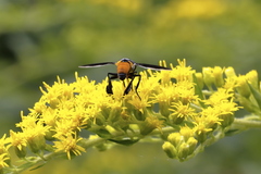 Galactomyia