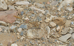 Onychogomphus costae