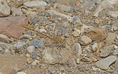 Onychogomphus costae