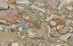 Onychogomphus costae