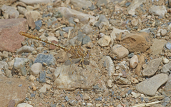 Onychogomphus costae