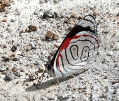 Diaethria anna