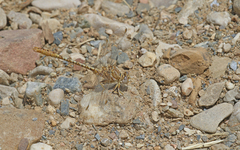 Onychogomphus costae