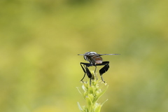 Galactomyia