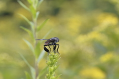 Galactomyia