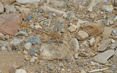 Onychogomphus costae