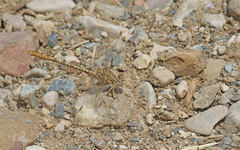 Onychogomphus costae