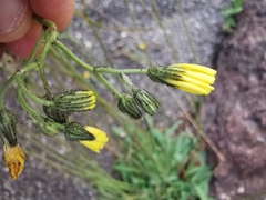 Pilosella piloselloides