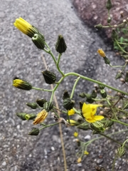 Pilosella piloselloides